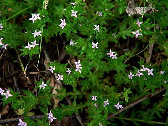 {Galium sherardia}